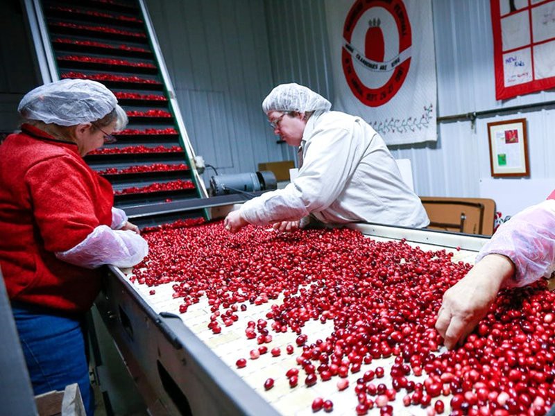 Fruit Jam Production Plant